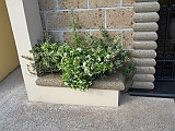 DSCN0052